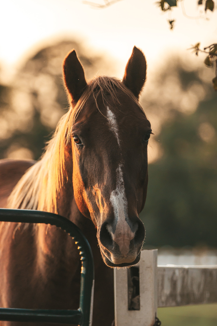 Fellowship Farm & Equestrian Center Horse Boarding, Equine Therapy