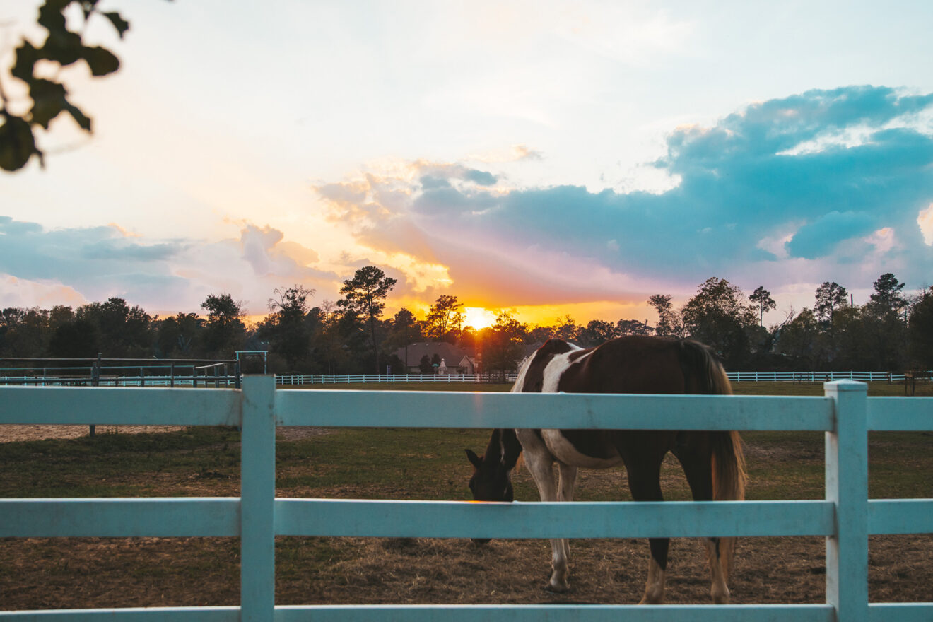 Fellowship Farm & Equestrian Center Horse Boarding, Equine Therapy